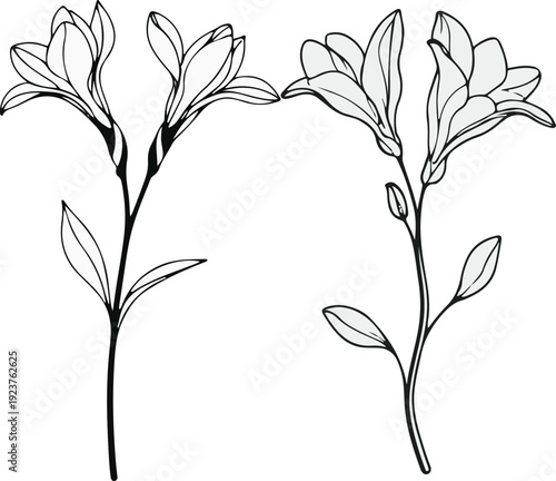  Minimalist natural floral vector sticker of freesia flower stem, bold black thick clean outline, pure white background 1