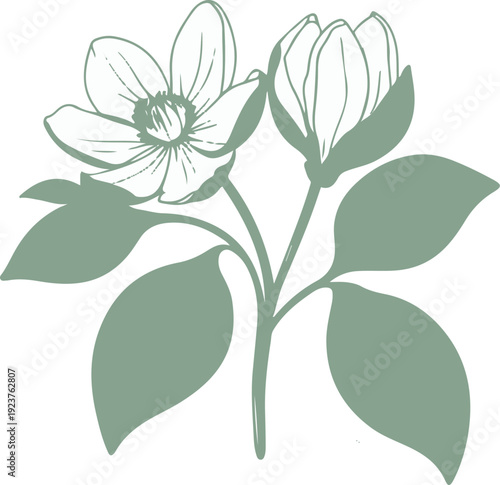 Minimalist natural floral vector sticker of hellebore flower with leaves, bold black thick clean outline, pure white background