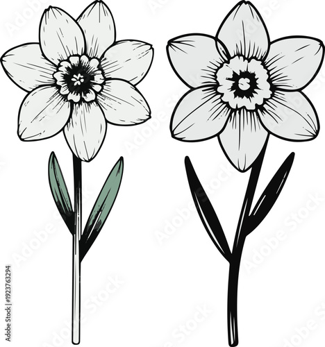 Minimalist natural floral vector sticker of narcissus flower with stem, bold black thick clean outline, pure white background 1