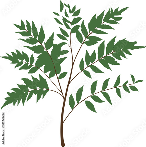  Minimalist natural floral vector sticker of neem leaf branch, bold black thick clean outline, pure white background