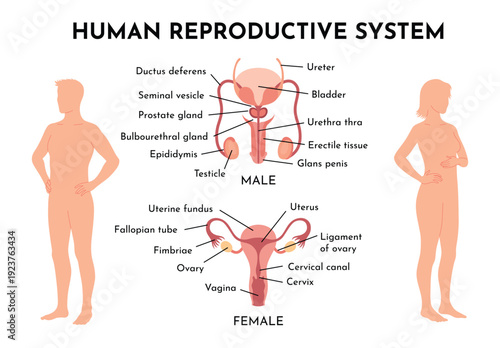 Human Reproductive System Vector Illustration Diagram, Male and Female. Medicine educational information