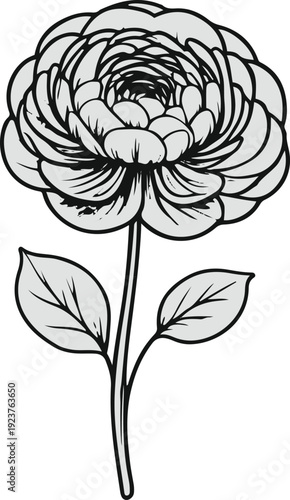 Minimalist natural floral vector sticker of ranunculus flower layered petals, bold black thick clean outline, pure white background