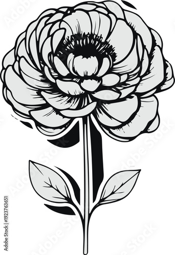 Minimalist natural floral vector sticker of ranunculus flower layered petals, bold black thick clean outline, pure white background 1
