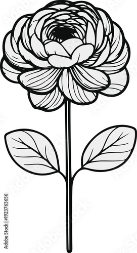 Minimalist natural floral vector sticker of ranunculus flower layered petals, bold black thick clean outline, pure white background 2
