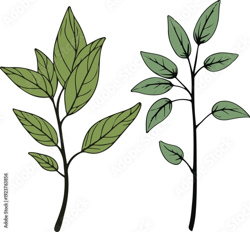  Minimalist natural floral vector sticker of tulsi holy basil leaf branch, bold black thick clean outline, pure white background 1