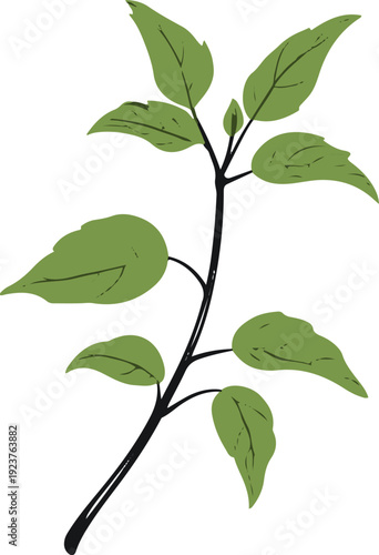  Minimalist natural floral vector sticker of tulsi holy basil leaf branch, bold black thick clean outline, pure white background