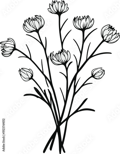 Minimalist natural floral vector sticker of yarrow flower cluster, bold black thick clean outline, pure white background