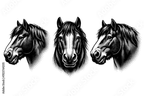 Horse head illustration, A draft horse head rendered as a single object displayed in three views emphasizing powerful jaw, thick neck base,