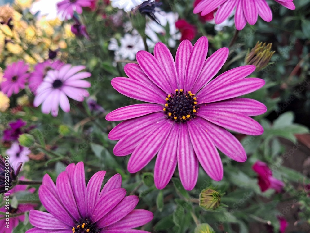 Obraz premium Pink African Daisies Flower Blooming on Green Leaves Background