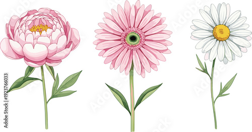 Realistic Peony, Gerbera Daisy, and Chamomile Flower Vector Illustration Set with Detailed Petals and Botanical Garden Design Elements