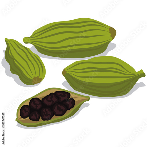 cardamom pods aromatic spices vector.