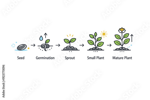 Seed to plant growth icons. A simple icon set showing key growth phases?seed, germination, sprout, small plant, mature plant?each symbol drawn with consistent