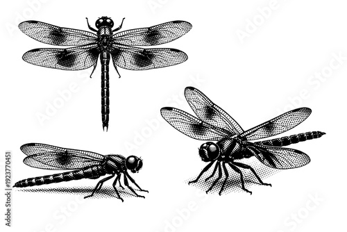 Insect macro object dragonfly with elongated body, transparent wing structure, and jointed legs displayed from top, side, and