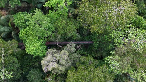 Drone View Labuh Banting Mangrove Boardwalk Through Canopy