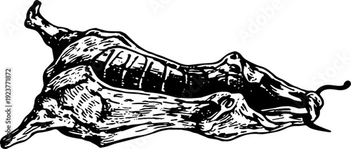 Vintage Beef Brisket Engraving Whole Cut Illustration Vector