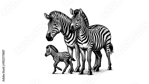 Family of Zebras with Foal Isolated on White Background