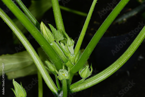 Photos Zucchini,  Cucurbita pepo