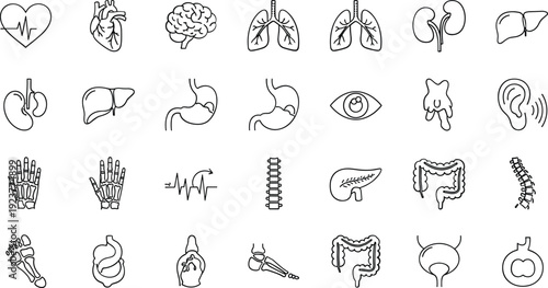 Detailed human body organ illustrations for medical education and healthcare