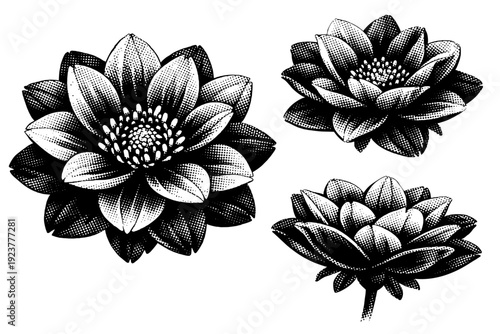 Flower bloom. A natural flower bloom with balanced petal arrangement and subtle surface texture, displayed as the same object in three