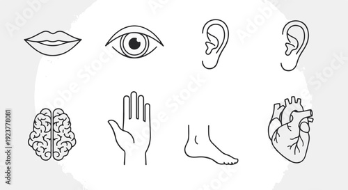 Human Body Parts Line Icons Set – Outline Anatomy Symbols Collection