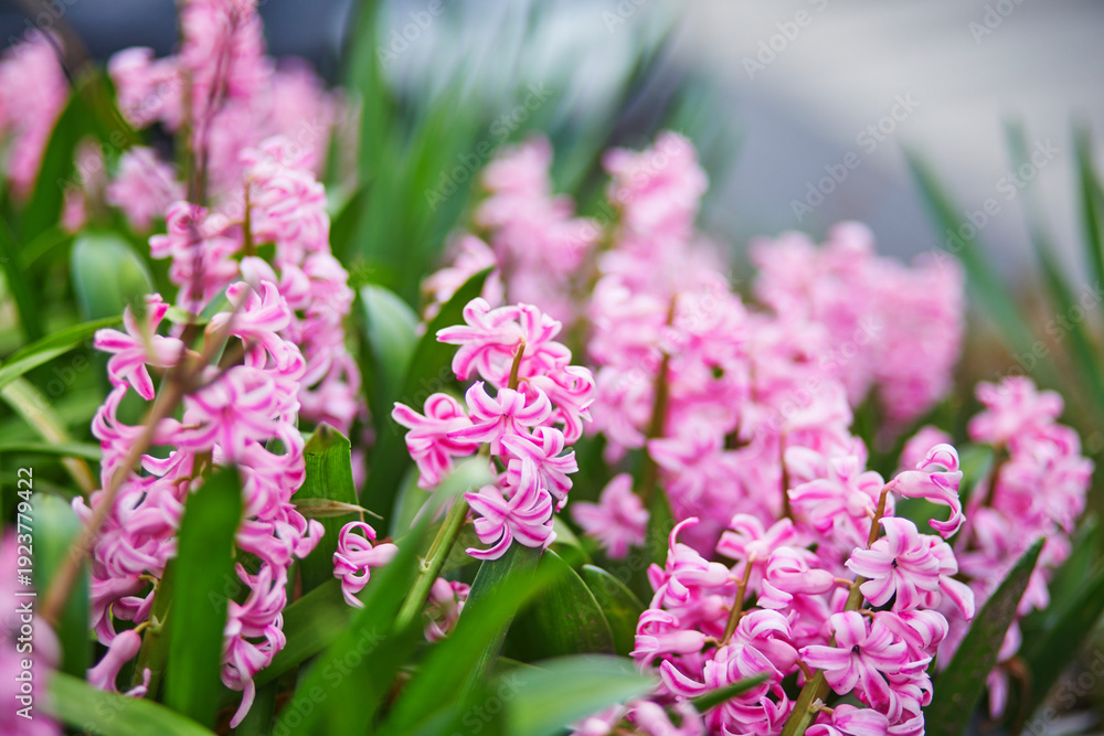 Obraz premium Vibrant spring flower bed with blooming pink hyacinths surrounded by various colorful flowers in soft sunlight