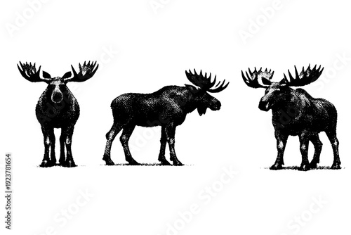 Moose silhouette shown as a single object presented in three views: front standing view, side standing view, and three-quarter view highlighting body mass and