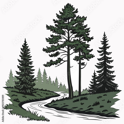 A winding path through a forest with evergreen trees