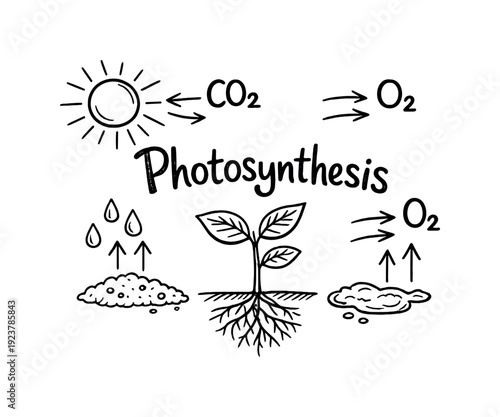 Photosynthesis Doodle Art. Photosynthesis. Hand-drawn doodle illustration of Photosynthesis. sun, leaf, plant