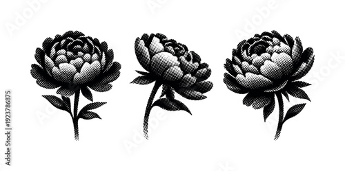 Floral silhouette peony, a single peony flower silhouette depicted in front view, angled side view, and three-quarter perspective view as an