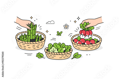 Seasonal spring harvest. A simple scene showing hands collecting fresh spring produce like asparagus, radishes, and greens into baskets. The illustration