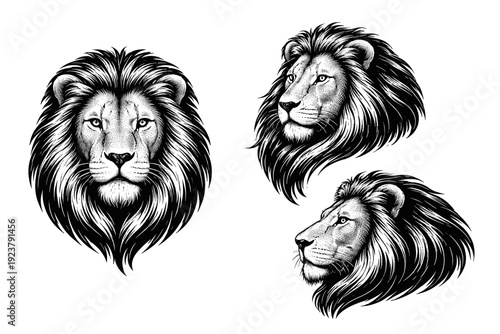 Lion head halftone calm lion head depicted as a single realistic lion head object shown in three orientations focusing on relaxed expression,