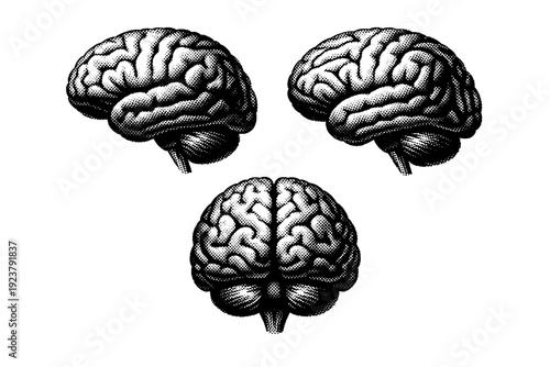 Human brain object lateral brain view depicted as a single anatomical brain object shown in three orientations focusing on side profile shape