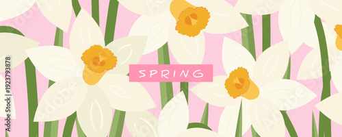 Spring  banner, greeting card, cover, poster with white daffodil in pink background. Floral art template for sale, Womens Day, Mothers Day, March 8, Easter, birthday.