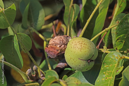 reife Walnüsse am Walnussbaum