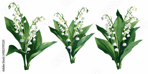 Three stems of lily of the valley flowers on a white background