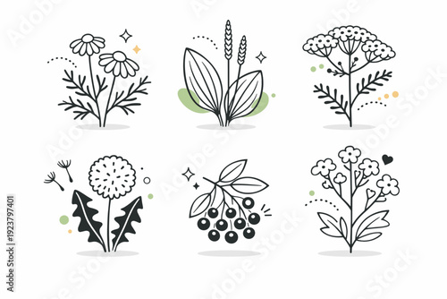 Wild plants close up ? herbal silhouettes. Simplified medicinal plants and wild herbs shown in detailed close-up, highlighting natural form