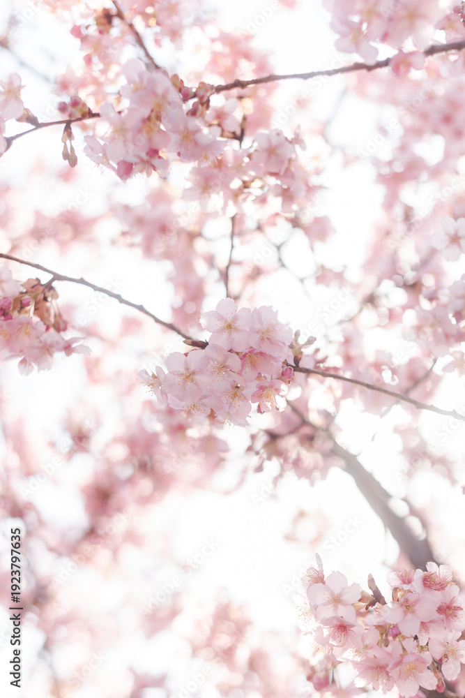 Obraz premium 河津桜