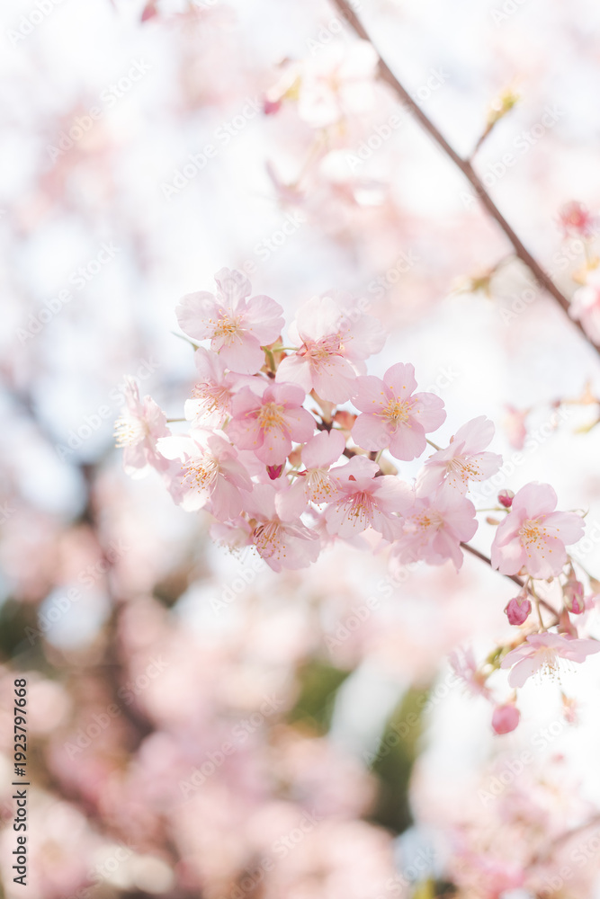 Obraz premium 河津桜