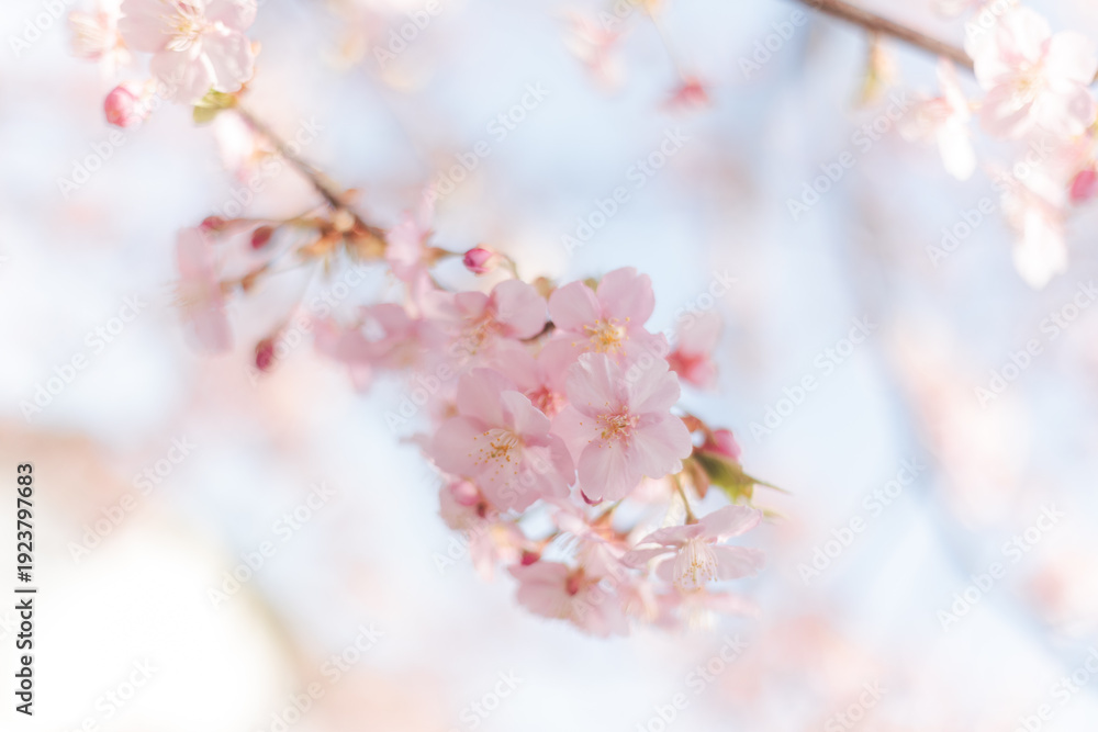 Naklejka premium 河津桜