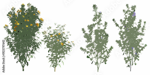 Four isolated flowering shrubs and trees on a white background