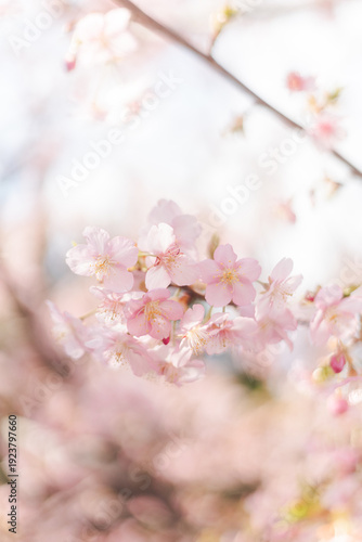 河津桜