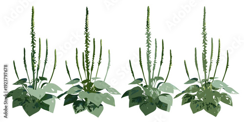 Illustration of plantain weeds with distinctive seed spikes and broad leaves