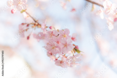 河津桜