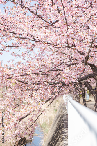 河津桜