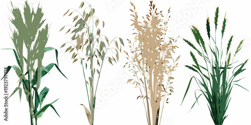 Illustration of various grasses and grains in different colors