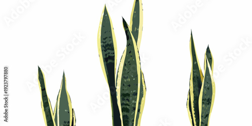 A cluster of vibrant snake plants with striking yellow edged leaves