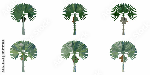 Six fan palm trees arranged in a grid on a white background