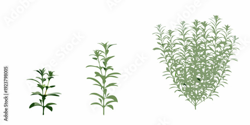 Illustration showing the progressive growth stages of a leafy green plant