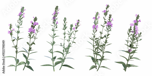 A collection of vibrant purple loosestrife flowers on slender green stems