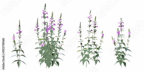 A collection of vibrant purple wildflowers with slender green leaves